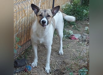 Vlada