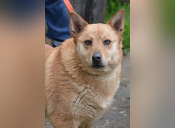 LARA, gemütliche, sehr liebe und ruhige Hündin, Ca. 2021 geboren