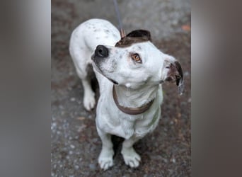 Kleine ♥ Abbie ♥ Schmusemaus wartet bereits in 63776 Mömbris