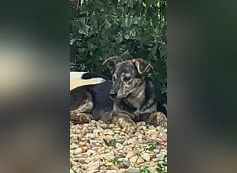 HERKULES - Hund sucht Mensch( en)