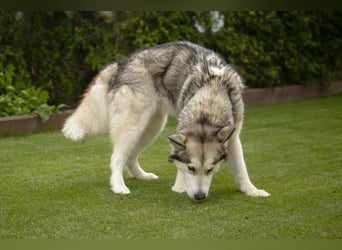 Wapaj - gut erzogener liebevoller Familienhund - Tierhilfe Franken e.V.