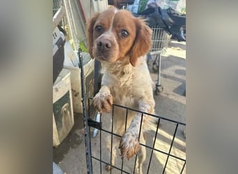 ⭐️BRELA⭐️, Hündin, 5 Jahre, 45cm,  Epagneul Breton-Mischling, Tierschutz