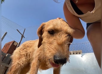 Kelly – Griffon Mix: sanfte Hundeseele sucht dringend ein Zuhause voller Liebe