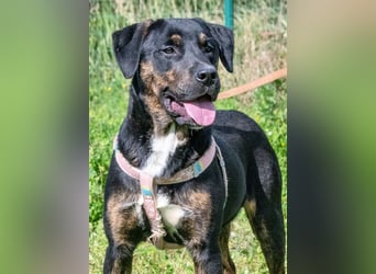 Alejandro – ein lebensfroher Hundejunge