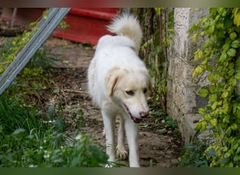 HSH-Hündin sucht Zuhause