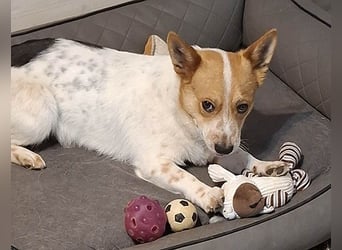 ❤️ superlieber Schmusebär BARNEY - 2,5 Jahre, 28cm/9kg - Jack-Russell-Mix ❤️