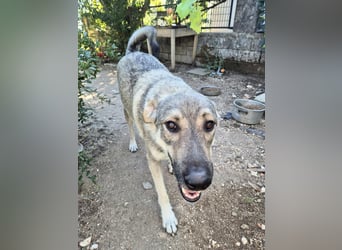 Capo Schäferhundmischling Rüde ca. 3,4 Jahre alt in Griechenland