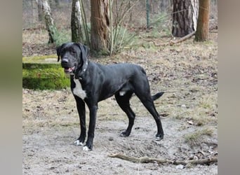 Sam, Dogge-Retriever-Mix, geb. 2023, junger, lieber Rüde leidet sehr im Tierheim!