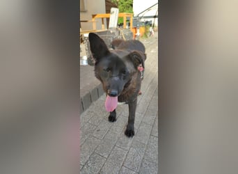 Raven - lieber Anfängerhund in Deutschland