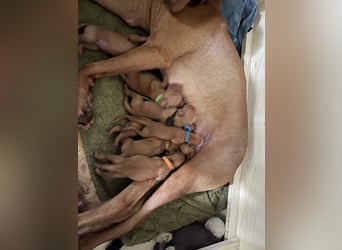Liebevolle Magyar Vizsla Welpen ab Mitte Juni abzugeben