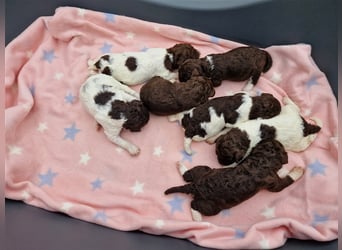 Lagotto Romagnolo