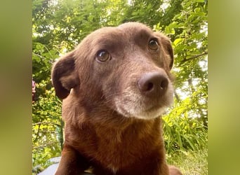 Monty - verspielter, freundlicher, menschenbezogener Rüde / z.Zt. noch in Rumänien