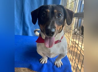 (R) ❤️ zauberhafter kleiner KARLI - 2,5 Jahre, 28cm/9kg - Jack Russell-Dackel-Mischling