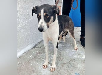 Naira, mit ihren Geschwistern Aiko und Sarabi sucht sie auch ein Körbchen