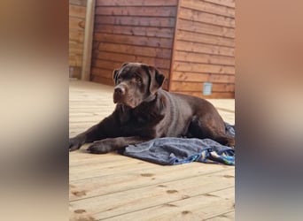 Brauner Labrador Deckrüde mit Ahnentafel/kein Verkauf