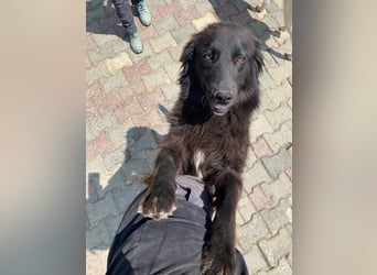 Polly sucht ab November ein zu Hause oder eine Pflegestelle