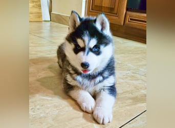 FCI Pedigree Blue Eyed Black & White Siberian Husky 