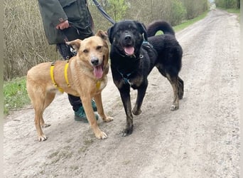 Olaf, Mischling, geb. 2019, fröhlich und lernwillig