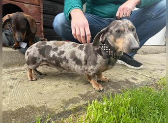 Mazli, geboren 01.10.2022, 22cm sucht seine Menschen