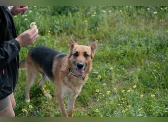 Tilo (Spanien) – ein liebevoller Vagabund auf vier Pfoten