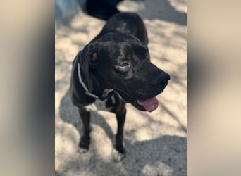 Leo, sucht seine Familie