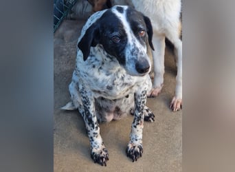 liebe Pointer Mischlings-Hündin Luna sucht ihre Menschen