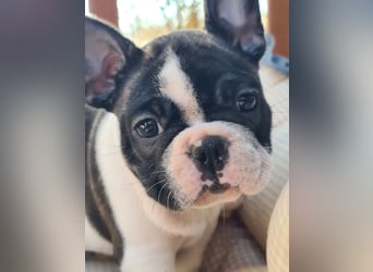 Vergnügte Frops Kinder  (Französische Bulldogge + Mops )