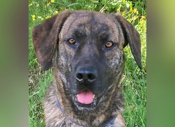 Ifi – eine Hundedame von Eleganz und Format!