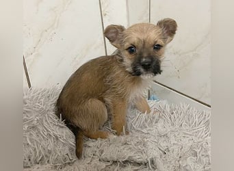 (R) ❤️ süßer kleiner KRÜMEL - 5 Monate, später 26cm  Zwergrauhaardackel-Mix