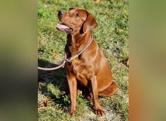 Reinrassige Labradorwelpen (Arbeitslinie)drei schwarze Mädels suchen ein schöne Zuhause