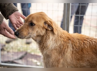 Oskar – Ein sanfter Griffon-Mix