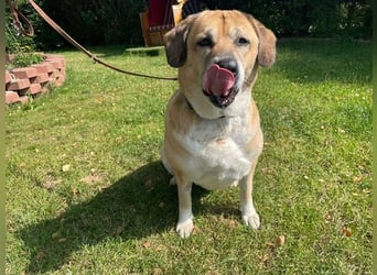 Nazli, Labrador-Mix- Hündin, geb. 2015, su. verständnisvolles Zuhause