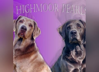 Labrador Welpen mit Ahnentafel