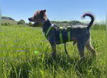 Coco, aktiv und katzenfreundlich