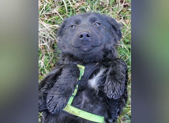 Schnuckelige DAYA hat das Potential zum Herzenshund