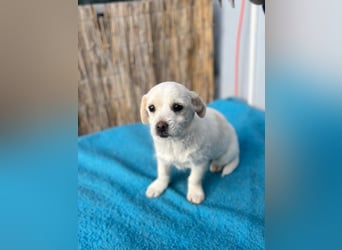 Lili LM – neugieriges Hunde-Mädchen sucht liebevolles Zuhause mit Herz und Verstand