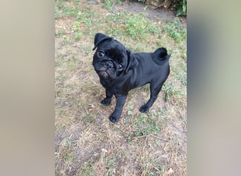 Mops welpen ab sofort Abgabe bereit.