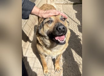 Good-Boy LINO❤️zutraulich, sozial & aufgeschlossen