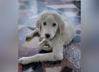 Rufus sucht wundervolles Zuhause für immer!