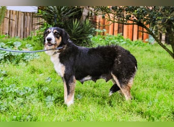 Kathy, Mix Border Collie / Griffon, lieb und sozial