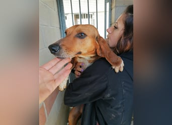 Durbans – raus aus dem Tierheim und eine Heimat finden…...