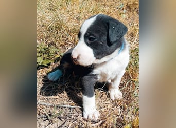 Kleiner Rocky ❤️ will die Welt erkunden!