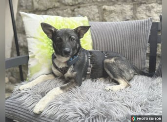 Jilly, liebenswertes Welpenmädchen, PS 94078 Freyung