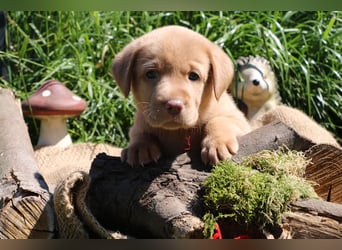 Labrador Welpen mit Ahnenpass