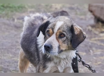 Freundlicher Kettenhund Kubik❤️sucht endlich Pflege- oder Endstelle