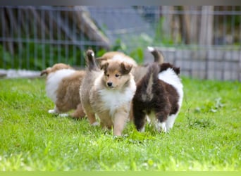 Wundervolle Collie-Welpen suchen ein liebevolles Zuhause