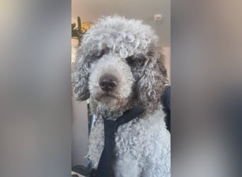 Großpudel 2,5 Jahre Rüde