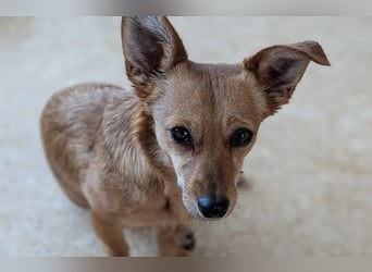 Greta und Helene, zwei süsse noch unerzogenen frechen Mäuse, nur im Doppelpack