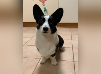 Welsh Corgi Cardigan puppies