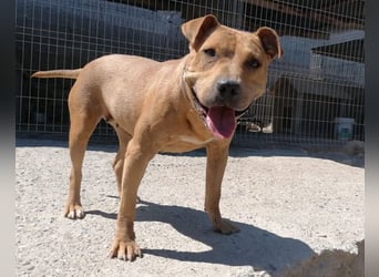 Piti-Mix-Mädchen♥Liv♥ Vermittlung z.B. nach A-CH-B-NL